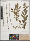 Foto von Salix appendiculata Vill. x Salix purpurea L.